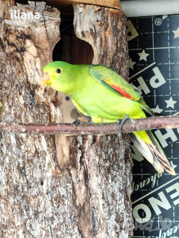 продавам различни видове папагали, снимка 17 - Папагали - 52450832