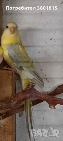 Пойни папагали , снимка 3 - Папагали - 52241015