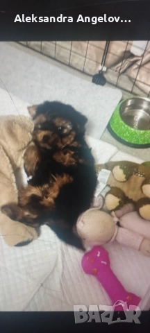 Мини Йорки  Роки, снимка 5 - Йоркширски териер - 52453499