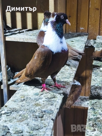 5 чифта Чирпански гълъби , снимка 2 - Гълъби - 52946232