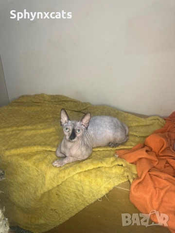 Канадски сфинкс - женски на 5 месеца, снимка 3 - Сфинксове - 51930252