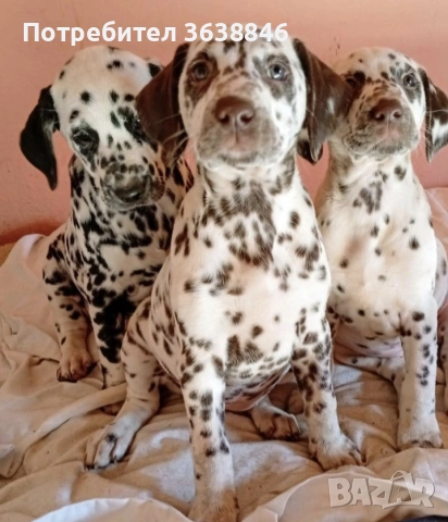 Далматинци/далматинец