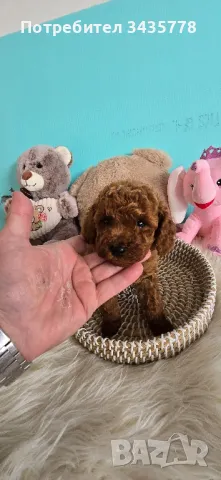 пудел той/poodle toy/, снимка 6 - Пудели - 49124306