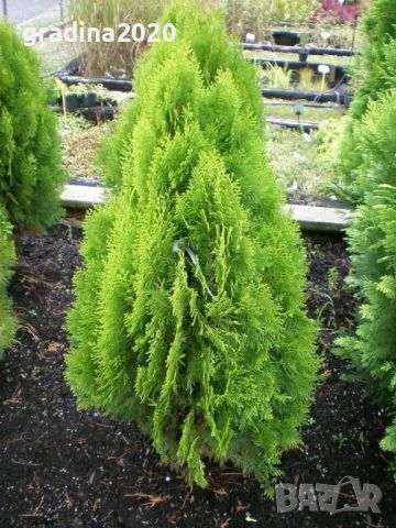 Туя Ауреа Нана Thuja Aurea Nana - златна , снимка 3 - Градински цветя и растения - 29440263