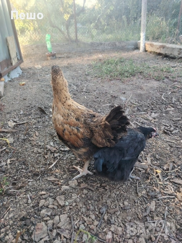 пилета,кокошки яйца , снимка 3 - Кокошки и пуйки - 54069227