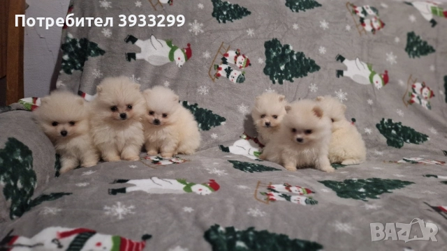 Померан мини померанчета чисто бели, снимка 11 - Померан - 52328942