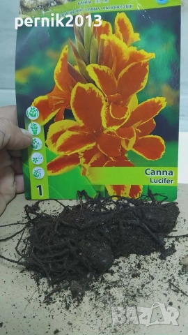 грудка кана, снимка 2 - Градински цветя и растения - 53912628