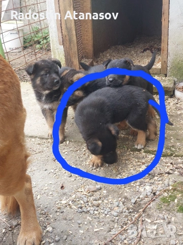 Малки сладки кутрета, снимка 3 - Немска овчарка - 53977273