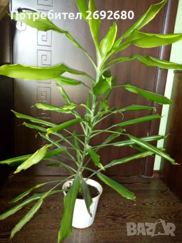 Палма драцена фраганс/височина - 110см., снимка 5 - Стайни растения - 47385426
