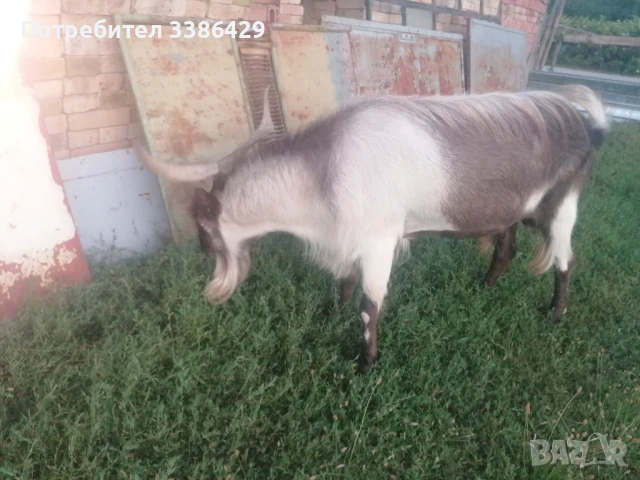 Ярета и пръчове , снимка 7 - Кози - 51078813