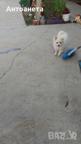 Померан-мини шпиц, снимка 8 - Померан - 50591698