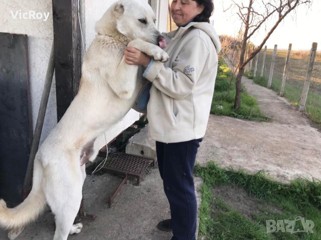 Кученца Кавказки вълкодав, снимка 2 - Алабай - 45514623