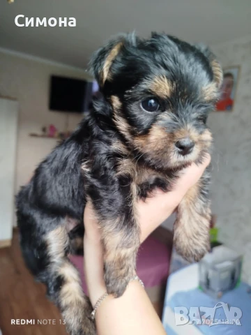 Бебе Йорки, снимка 1