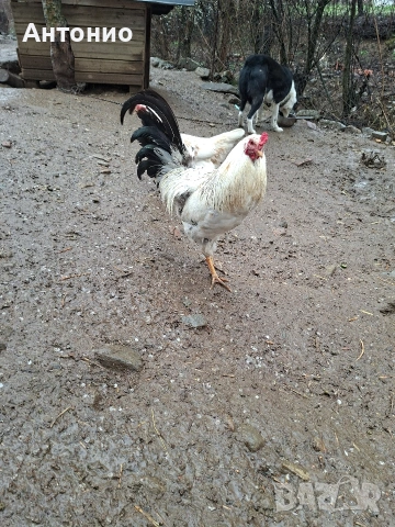 продавам петли , снимка 2 - Кокошки и пуйки - 52472095