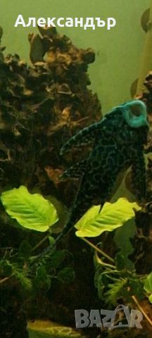 Parnaibae Sailfin Pleco

20см., снимка 1 - Рибки - 46302508