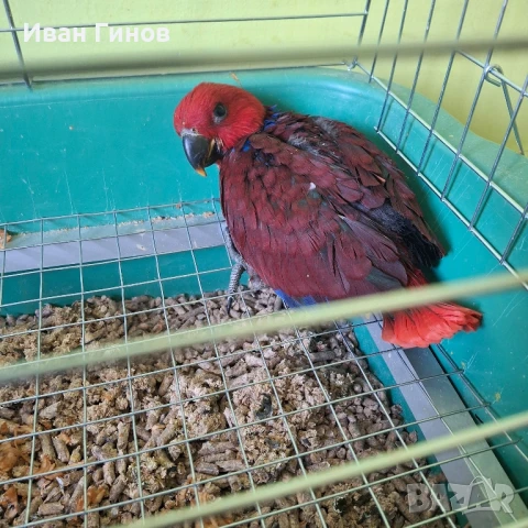 Папагали Еклектос , снимка 4 - Папагали - 51198945