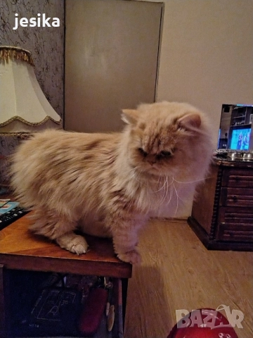 Мъжки персийки с родословие., снимка 3 - Персийска - 51298396