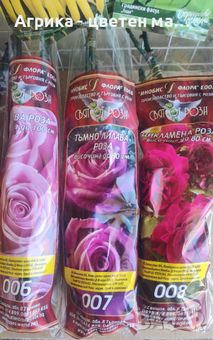 РОЗИ корени НОВО ЗАРЕЖДАНЕ от лицензиран разсадник , снимка 10 - Градински цветя и растения - 42675882