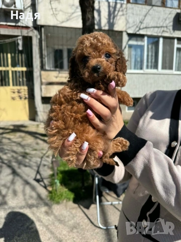 Той пудел момче