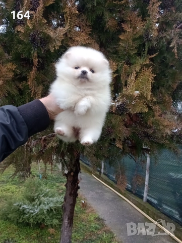 Женски Померан. Реални снимки от 15.02.26 г. , снимка 2 - Померан - 53485750