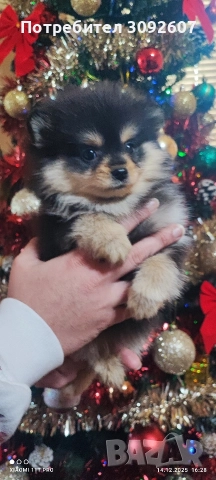 Померанче женско, снимка 2 - Померан - 52796964