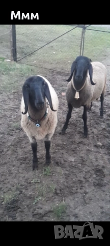 Плевенски , снимка 1