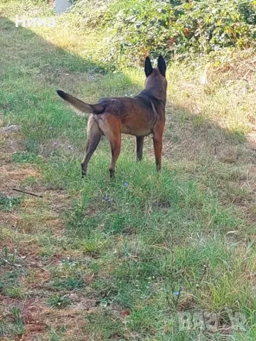 Белгийска овчарка , снимка 3 - Белгийска овчарка - 46723116