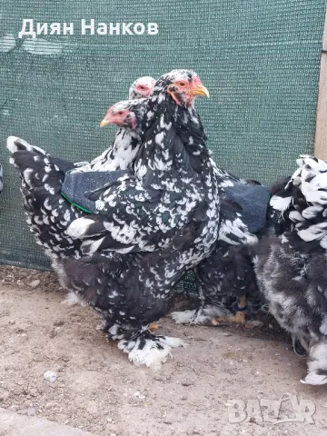 Разплодни яйца , снимка 7 - други­ - 49704952