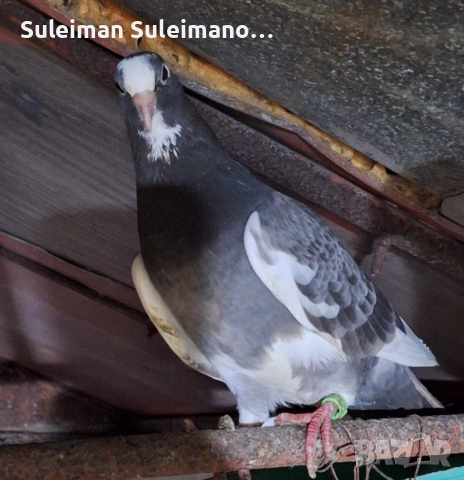 Въртеливи гълъби 13 броя 50 евро, снимка 4 - Гълъби - 53078995