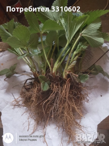 Разсад ягоди сорт Алегро, снимка 2 - Разсади - 54234205