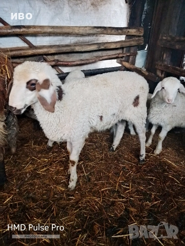 агнета, снимка 2 - Овце - 54142017