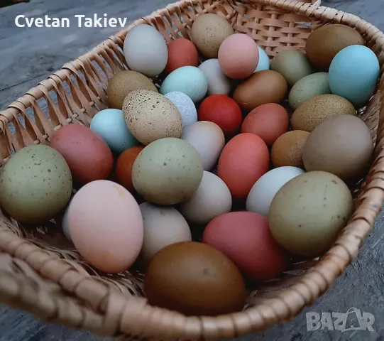 Цветни разплодни яйца, пъстри и разноцветни , снимка 2 - Кокошки и пуйки - 49789814