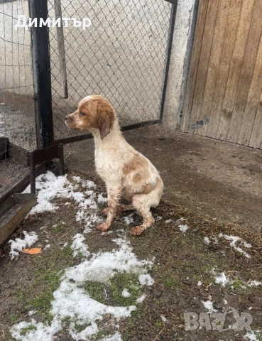 Бретон Шпаньол 