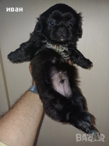 пекинез,мъжки,пекинези, снимка 1