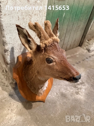 Продавам препариран сръндак, снимка 3 - Антикварни и старинни предмети - 52931116