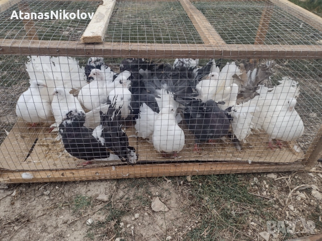 Фенерлии Гълъби, снимка 5 - Гълъби - 51709153