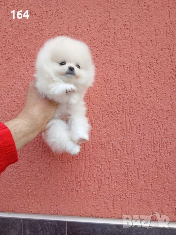 Женски бял мини Померан. Реални снимки от 09.04.26 г. , снимка 3 - Померан - 54170168