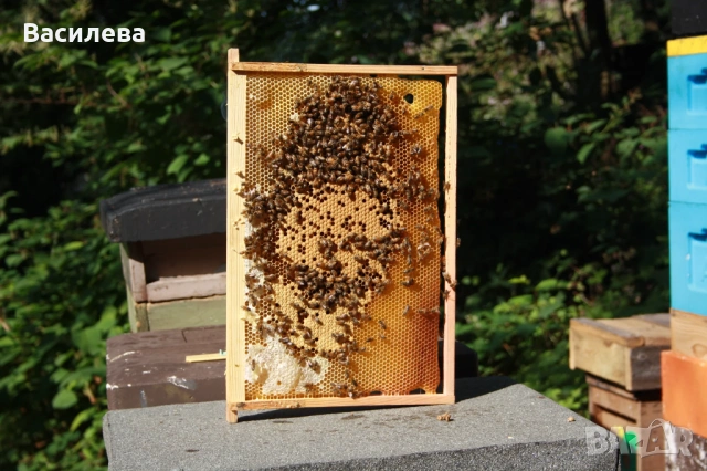 Купувам изградени пчелни пити Дадан-Блат