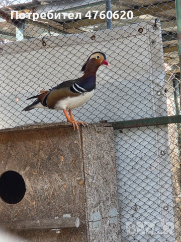 Мъжки патета мандаринки и каролинки, снимка 3 - други­ - 53776573