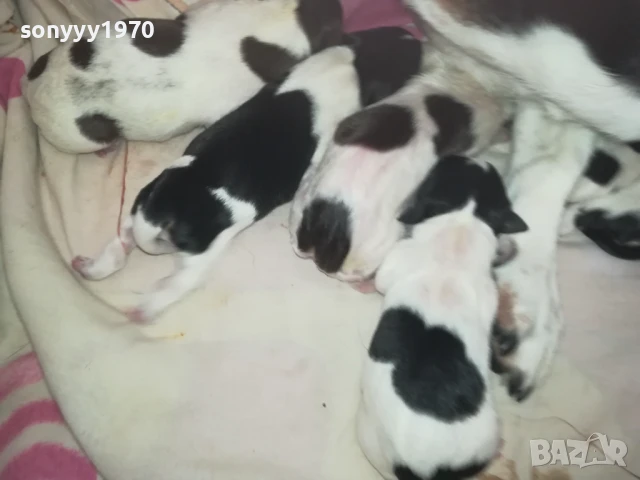 ДЖАК РЪСЕЛ БЕБЕТА-РОДЕНИ 11.08.25г 1208250705, снимка 15 - Джак ръсел териер - 51335235