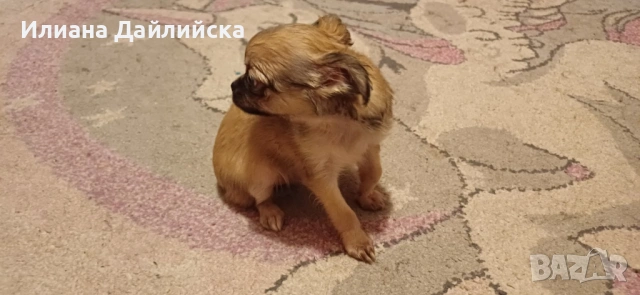 Супер мини чихуахуа, снимка 2 - Чихуахуа - 53387021