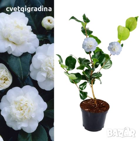 Camellia Nobilissima (Камелия Нобилисима), снимка 3 - Градински цветя и растения - 45957126