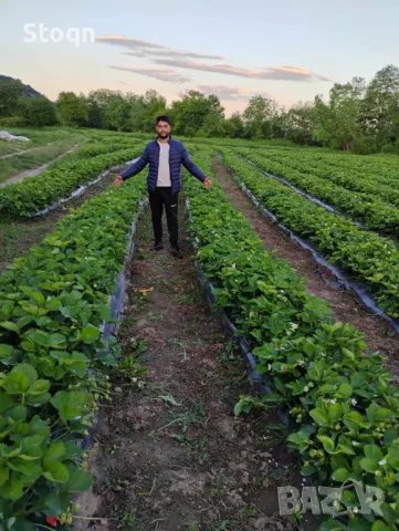 Разсад ягоди , снимка 7 - Сортови семена и луковици - 49731907