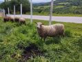 Овце с кочове Мутон Шароле, снимка 3