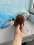 Той Пудел/Toy Poodle, снимка 6