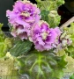 Saintpaulia Сейнтполия Сентполия African Violet Aфриканска теменужка стайна теменужка Фiалка цветя, снимка 17