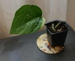 Мини растения - епипремнуми, дяволски бръшлян,монстера, снимка 6
