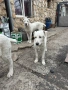 Продавам женски алабай, снимка 3