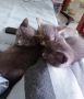 две сиви котенца момичета търсят семейство , снимка 2