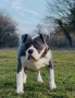 Уникално женско Американско Були XL (American Bully XL) – Blue & White, снимка 1